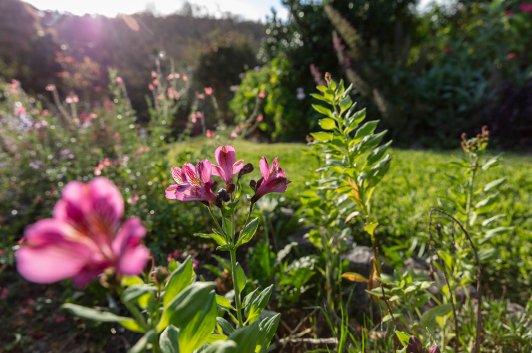 Leafy green plants with large pink flowers