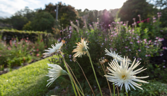 A variety of flowers and plants including white daisies