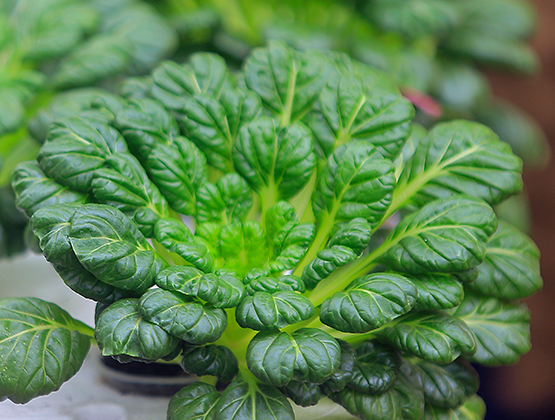 A sprouting green vegetable