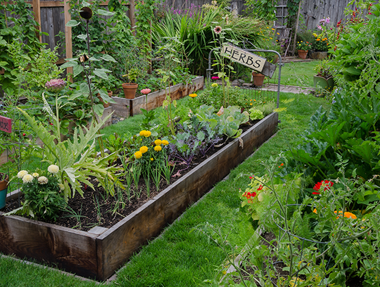 A lush, green herb garden