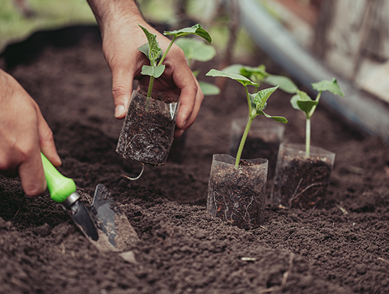 Planting tomato seedlings