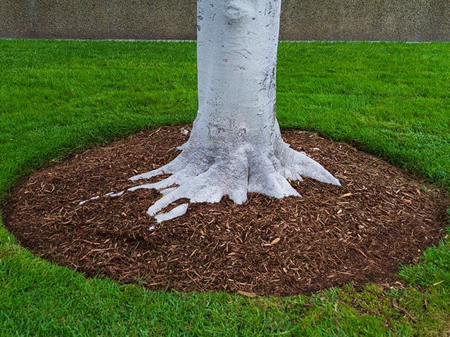 Fresh mulch around a tree trunk