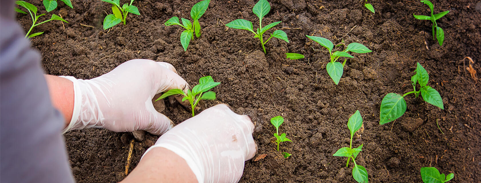 A woman planting seedlings in healthy soil