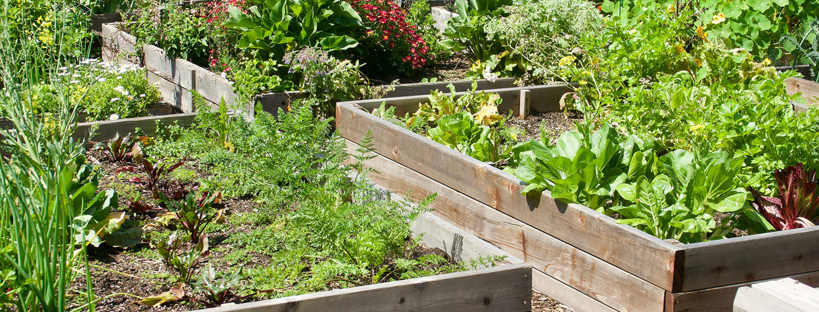 Four planter boxes full of growing vegetables