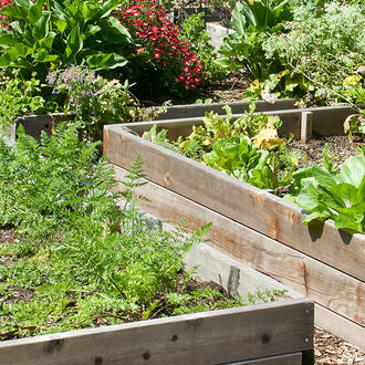 Four planter boxes full of growing vegetables