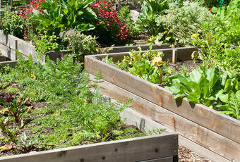 Four planter boxes full of growing vegetables