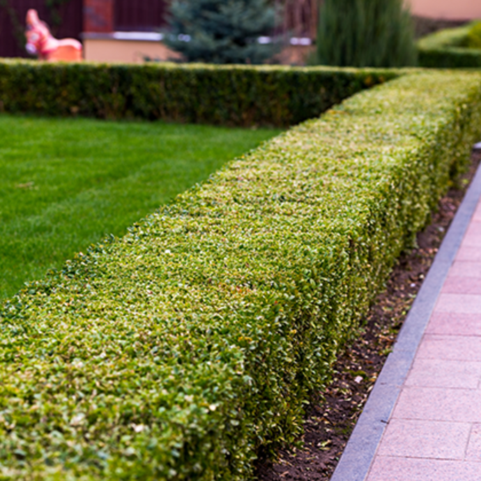 A neatly manicured box hedge