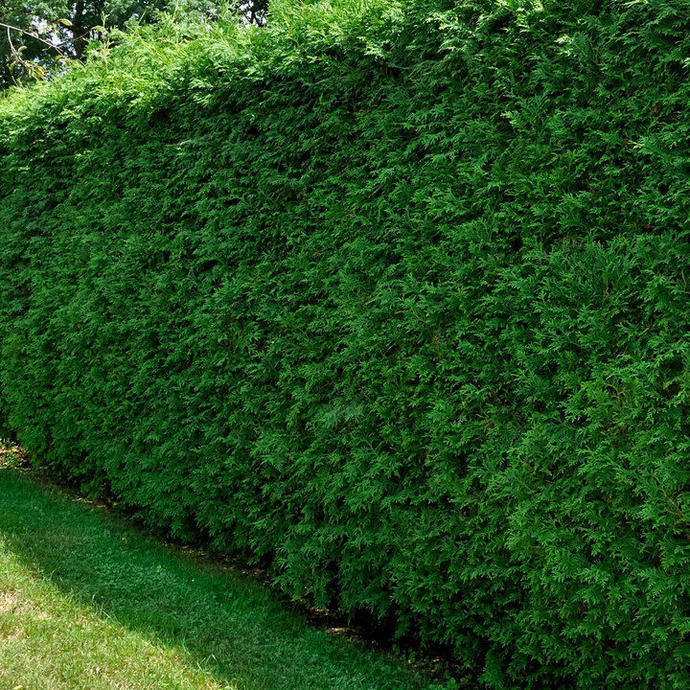 A tall, lush, garden hedge