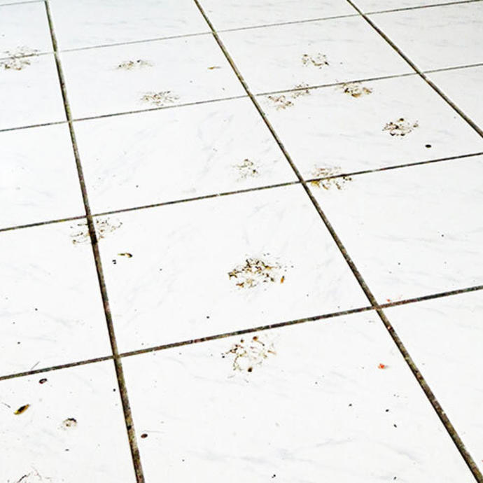 Muddy paw prints on a white tile floor